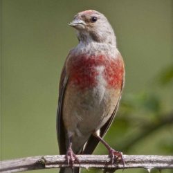 A small slender finch with a melodious song, seen on Hambrook on its spring or autumn passage, but very rarely due to serious population decline. Linnet