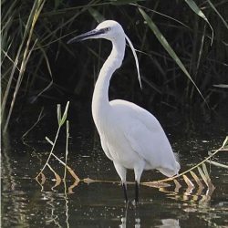 Until about twenty years ago the little egret was an occasional visitor to the UK; now it’s found throughout much of the country. They’re usually seen from November to March, but as they range along the Stour valley, they aren’t always present on Hambrook. They hunt by rapidly patting their feet on the river bed to flush out fish and other prey, and also hunt in the ditches in the fields. Little egret
