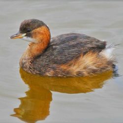 Little grebes can be seen in winter on the river close to the East Station railway bridge. This shy bird feeds underwater and spends much of its time diving for food, and can also be seen lurking in the vegetation at the river’s edge. In winter their plumage is a dull brown, but come spring they sport chestnut necks and cheeks with them, and disappear to breeding areas elsewhere in England. Little grebes