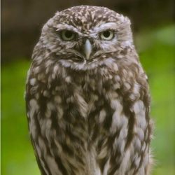 Little owls have been heard at dusk on the marshes but so far not seen. Little owl