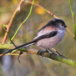 Flocks of these endearing little birds are often seen around the railway embankment.
Their nests are a work of art – soft moss bound together with cobwebs, lined with as many as two thousand tiny feathers, and the outer surface decorated with a layer of lichen fragments. Long-tailed tit