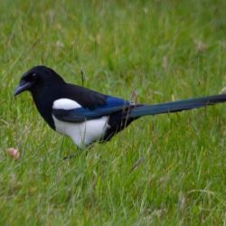 Magpies are present all year around, usually in the fields. Magpie
