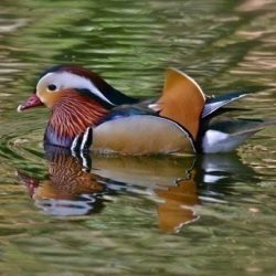 This exotic duck is occasionally seen along the Stour. As the name suggests, it’s a species originally from the Far East that has established in this country after escaping from wildfowl collections. Numbers are increasing, particularly in the south of England, with an estimated 2300 pairs now resident. Mandarin