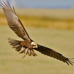 At the verge of extinction in the early 1970s, there are now around 350 pairs of marsh harriers in the UK, now present nationally, about 100 of which nest in Kent. Marsh harriers seen over Hambrook are probably from Stodmarsh, the closest stronghold of these raptors. Marsh harrier