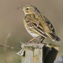 Meadow pipits descend from the bleak northern moorlands to spend winter in the more benign conditions of lowland England. These songbirds will usually be spotted in small flocks moving around in areas of coarser grassland, and on Hambrook they feed in the longer grass in the fields between the A2 and the old railway embankment. Meadow pipit