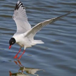 A relatively recent arrival in the UK, but colonies are now established on the North Kent Marshes. In winter, birds may wander far inland to feed. Its hood is jet black, nicely setting off its bright red bill and matching red legs. It also has a distinctive call that sounds a bit like a cat miaowing. Mediterranean gull