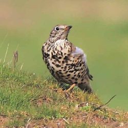 The mistle thrush is mainly a winter visitor. It’s much scarcer than the song thrush, with rather greyish plumage in contrast to the song thrush’s warm brown colouring, and is larger with a more aggressive demeanour. Mistle thrush