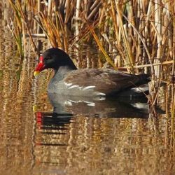 Moorhens are on the river throughout the year, and in winter a few will also be in the wet parts of the fields. Their nests are often quite conspicuous rafts at the edge of the river; several pairs also nest around ditches and other damp areas. The moorhen has a red face shield and beak, whereas the coot has white. Moorhen