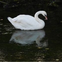 The largest water bird in this country is a familiar sight, and can be seen at any time of the year, usually on the river. They are not truly ‘mute’ as they will hiss as a warning sound, but they fly silently unlike other swans. Mute swan