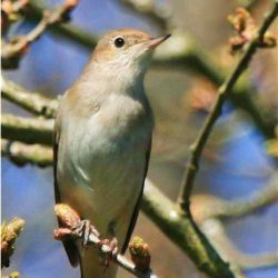 Nightingales have been seen but not yet heard on Hambrook. They are summer visitors to the UK, and despite the name their song can be heard during the day as well as after dark.