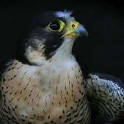 After reaching the verge of extinction in the 1960s these large powerful falcons are now found across the UK, although they are more common in the uplands of northern England, Scotland and Wales than the southeast, and so are still a rare sight over Hambrook. Peregrine