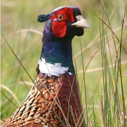 Although the pheasant is very much part of the rural English landscape, it’s not a native species. It’s thought they were originally brought to Britain in Roman times, or perhaps in the Norman conquest, with further breeds and varieties imported later as game birds. They can occasionally be spotted in the fields at Hambrook. Pheasant
