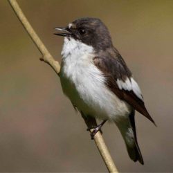 The odd migrating pied flycatcher has been observed flying over Hambrook Marshes. Pied flycatcher