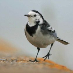 Seen flitting over the marshes quite often, although they are not thought to nest here. As insect-eaters they can often be found close to water. Pied wagtail