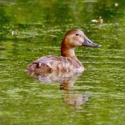 These diving ducks are easiest to spot in winter and spring when the male has a more striking plumage, with a reddish-brown head, black breast and pale grey body. For the rest of the year pochards of both sexes resemble female mallards, so are rather less conspicuous. Pochard