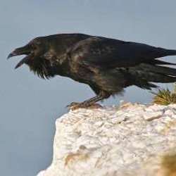 This large member of the crow family was systematically persecuted by farmers in the 19th and much of the 20th century. There are now some breeding pairs in Kent, and single birds and pairs are now occasionally observed around Canterbury. Raven