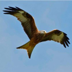 The occasional red kite has been observed over Hambrook Marshes. The distinctive reddish-brown colouring of its body makes it easy to distinguish from other raptors. Red kite