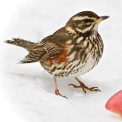 These thrushes are winter visitors from Scandinavia and eastern Europe, which appear in quite variable numbers. They enjoy the orchards of east Kent for feasting on rotting apples, and at Hambrook they will normally be seen foraging in scrubby areas. Redwing