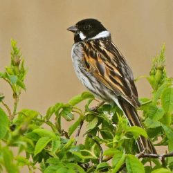 Although resident in Kent, reed buntings only spend spring and summer at Hambrook, sometimes breeding in the wetter areas of scrub and willow. The male can be heard for long hours uttering his rather monotonous dink-dink call from the top of a reed stem or willow branch. Reed bunting