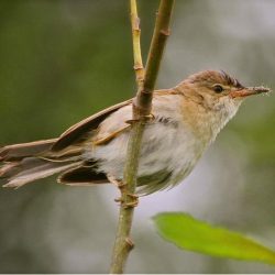 The reed warbler is a rarely-seen summer visitor, which spends winter in Africa. Favouring reedy areas, as the name suggests, a pair breeds on Bingley Island, near Toddlers Cove, and an occasional pair may nest on Hambrook. Despite being highly vocal, they can be difficult to see, and are far more likely to be heard chirruping within a reed bed. Reed warbler