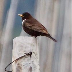 Very similar in appearance to the blackbird, apart from the white band around the breast, the ring ouzel is a summer visitor, arriving here from Africa in the spring and returning in September. Their numbers are being affected by both hotter UK summers, and the effects of drought and habitat loss in Africa, so they are not a common sight. And if you’re wondering what an ouzel is, it’s simply the Anglo-Saxon word for blackbird! Ring ouzel
