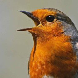 A few robins can be seen on Hambrook all year, mainly around the perimeter and by the disused railway embankment. Robin