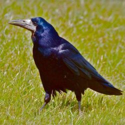 Rooks are highly gregarious birds and normally seen in a flock - or ‘parliament’ to use the correct collective noun. They regularly fly over Hambrook to a rookery in Thanington, and in winter flocks of up to 95 sometimes feed in Tonford Field. Rook