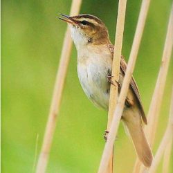 Sedge warblers frequent reedbeds and wetlands, but are not a common sight on Hambrook. Sedge warbler