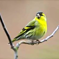 A winter visitor, these little finches are usually seen flying over the marshes. Occasionally a group is spotted in the alders near the Whitehall Lane level crossing. Siskin