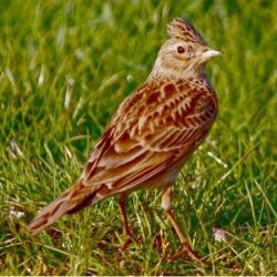 The population of this once-common bird has recently plummeted. In winter, skylarks arrive in southern England from more northerly regions and from the continent, where flocks can be seen feeding in fields. Skylark