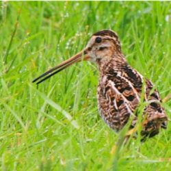 This highly distinctive bird features in our logo. With its population recently in decline, we’re always especially glad to see snipe arrive in autumn for their winter residence at Hambrook each year, and give them extra protection by closing public access to the field where they spend their time here. Snipe