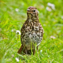 The song thrush is the bird that people usually mean when they refer to a thrush. Quite a frequent visitor to gardens, where they endear themselves to gardeners by eating snails that they smash on a favourite “anvil”, thrushes aren’t seen very often on the marshes; the old railway embankment in winter is the most likely place to spot them. Song thrush