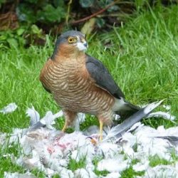 Single sparrowhawks can be seen hunting over the marshes at any time of the year. Sparrowhawk