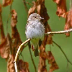 A summer visitor to Hambrook, arriving in late spring and leaving in autumn. Spotted flycatchers have a distinctive hunting technique, first finding a suitable perch with a good vantage point, and from there they will repeatedly dart out to grab passing insects, return to the perch, and then dart, grab, perch, repeat. Spotted flycatcher