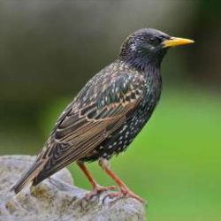 A common field bird that feeds on the insects that flock around cowpats. Flocks of several dozen can be seen at Hambrook. Starling