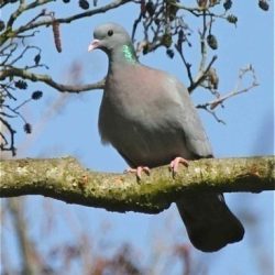 Stock dove