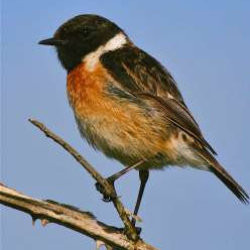These robin-like field birds sometimes overwinter at Hambrook. They like to perch on tall, dead stems like thistle or teasel flowerheads, or on a fence post or low bush, from where they can pounce on ground insects. Stonechat