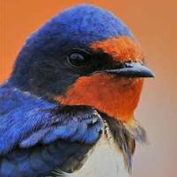 The swallow is a summer visitor, which can regularly be seen swooping around wherever the cattle are, feasting on the flies that accompany them. It tends to fly very low, often whizzing around the grazing animals’ legs. It has distinctive long streamers at its tail, and a colourful blue back and red face, which are difficult to see in its usual perpetual motion. Swallow