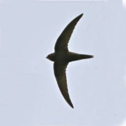 The swift is a summer visitor, which heads off back to Africa early in the year, normally by the end of July. Swifts are extreme high-flyers, often disappearing from sight altogether, and spend their lives almost entirely on the wing. Swift