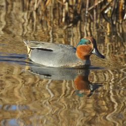 This small duck is mainly a winter visitor in southern England, migrating from Siberia and the Baltic, and is rarely seen on Hambrook. Teal