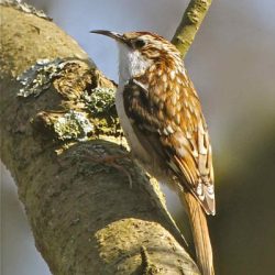 The treecreeper is a woodland bird, whose whole life is tied to tree trunks. Its feeding strategy is to fly to the base of a tree, and then gradually work its way up, probing the cracks in bark for insects with its long, narrow, beak. They can nest in a loose flap of bark, and on Hambrook also nest in the mature willows and poplars by the river. Treecreeper