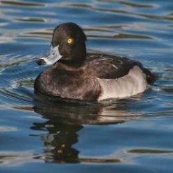 These diving birds appear in autumn. Some of the tufted ducks in the Stour valley might have bred here, but they are joined in winter by visitors from northern Europe - although with milder winters becoming the norm there, fewer birds now make the journey across the North Sea. Tufted duck