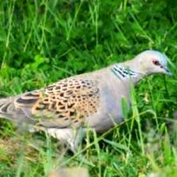 Numbers of turtle doves have plummeted in recent years, and it is rapidly becoming a rarity throughout England; as it feeds largely on arable weed seeds, its food supply has been destroyed by herbicides on farmland. The beautiful scalloped pattern on the bird’s back is thought to resemble the shell of a turtle, hence its name. It sounds as lovely as it looks, its intricate and delicate colouring matched by a gentle purring coo. Turtle dove