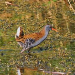 The water rail is generally extremely secretive and partially nocturnal, so is easily overlooked. Its alarming pig-like squeal will alert you to its presence, however. Water rails like ditches and flooded areas, and sizeable proportion of the UK’s not very large population is thought to be in Kent. Water rail