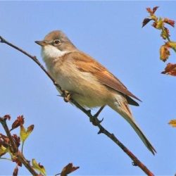 A summer visitor whose cheerful but rather tuneless song can be heard around the scrub on the old railway embankment. The male is hard to miss, particularly when he performs his occasional song flight – launching himself upwards from atop a bush, bouncing around on rapidly beating wings singing away. Whitethroat