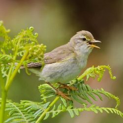 Willow warblers are occasionally observed on their spring or autumn migration. Willow warbler