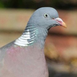 Wood pigeons are present all year round and can usually be seen feeding in the fields. Wood pigeon