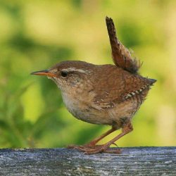 Wrens, the UK’s smallest native birds, are present on Hambrook all year round. They can be seen by the old railway embankment, and around the perimeter. Wren
