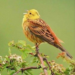 Yellowhammers are mainly associated with arable land, frequenting bushes and hedgerows. These vividly coloured birds are in serious decline and are not a common sight at Hambrook. Yellowhammer